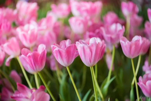 Hermosa flor de tulipán rosa — Foto de Stock