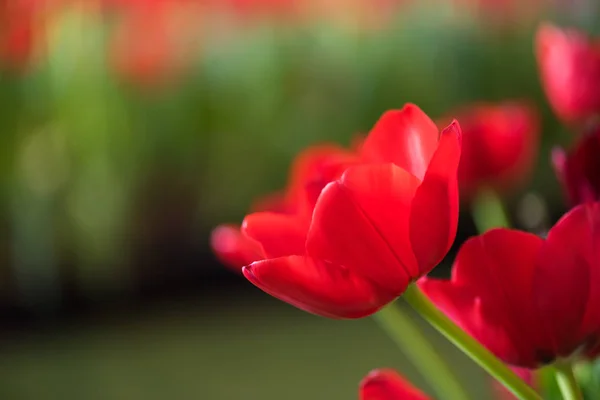 Hermosa flor de tulipán rojo — Foto de Stock