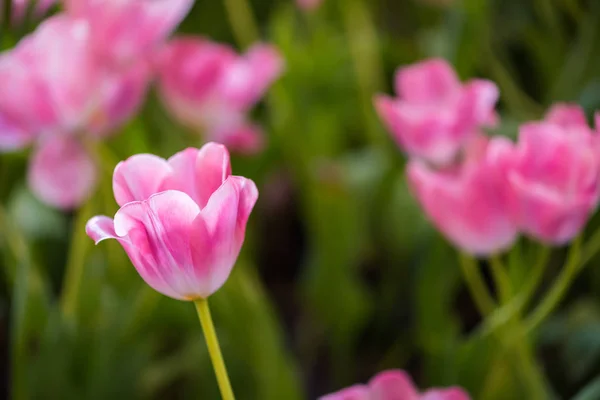 Hermosa flor de tulipán rosa — Foto de Stock