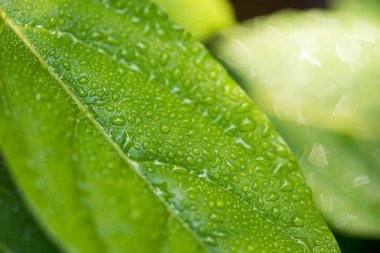 Yeşil doğal yaprak zemin üzerine su damlaları