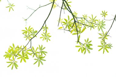 güzel yeşil beyaz zemin üzerine bırak