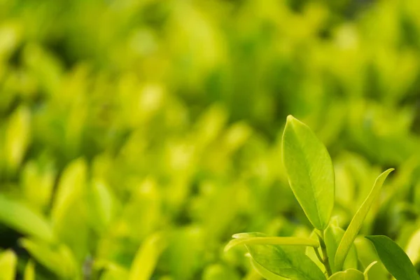 Beautiful green leaves on green natural background — Stock Photo, Image