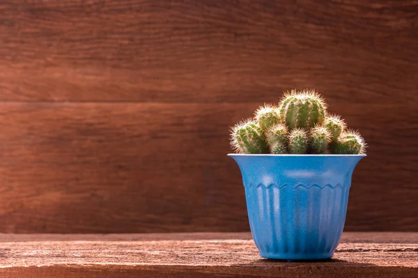 Pot de cactus bleu sur table en bois — Photo
