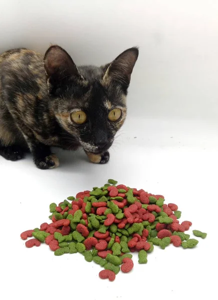 Kot jedzenia żywności zboża — Zdjęcie stockowe