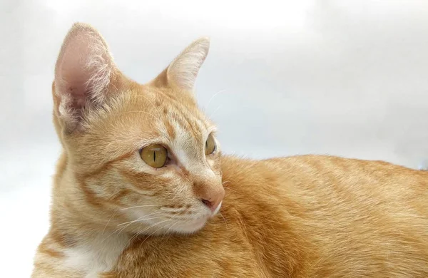 Orange katt koppla av tid — Stockfoto