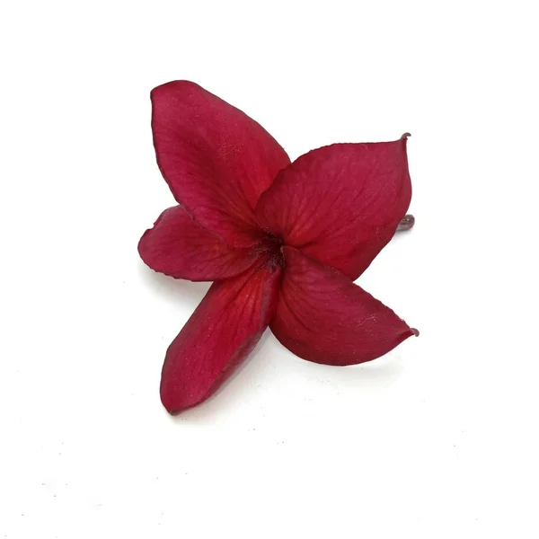 Plumeria roja sobre fondo blanco — Foto de Stock