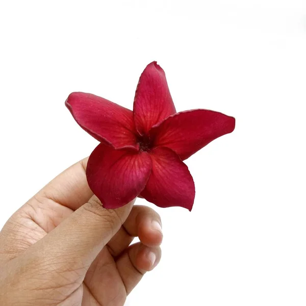 Hand holding red frangipani on white background. — Stock Photo, Image
