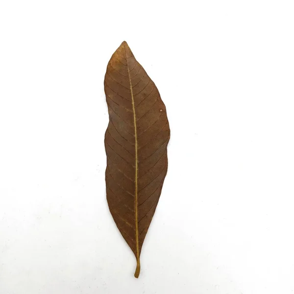 Dry leaf on white background. — Stock Photo, Image