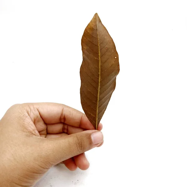 Hand hält ein trockenes Herbstblatt in der Hand auf weißem Hintergrund — Stockfoto