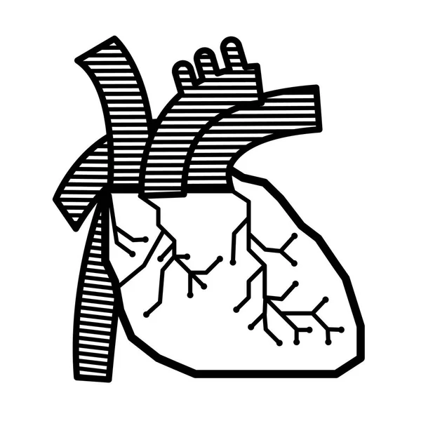 Conception vectorielle d'anatomie de ligne de coeur pour la science — Image vectorielle