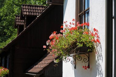 pencere üzerinde bir tencerede çiçekler