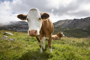 inek, Alpler, Europe