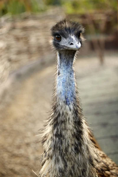 Emu, DROMAIUS NOVAEHOLLANDIAE — Stock Photo, Image