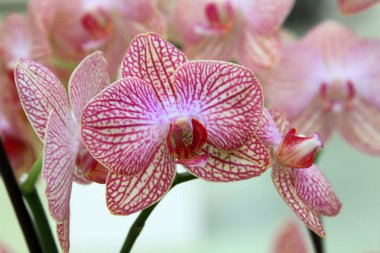 Botanik Bahçesi içinde pembe orkide çiçekler