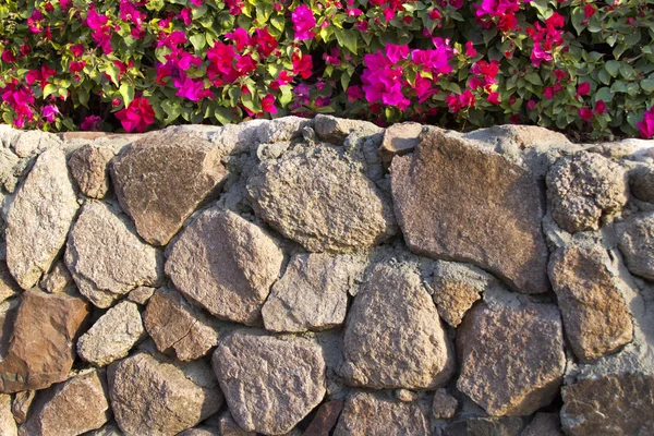 Flores (bougainvillea) na frente da parede de pedra — Fotografia de Stock