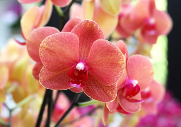 Flores de orquídea rosa no jardim botânico — Fotografia de Stock
