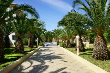 bitkilerle palmiye ağaçları ile Park