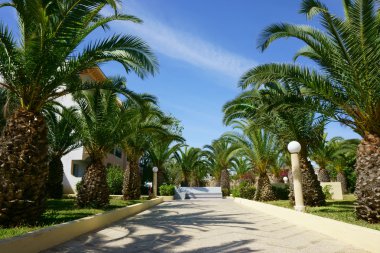 bitkilerle palmiye ağaçları ile Park