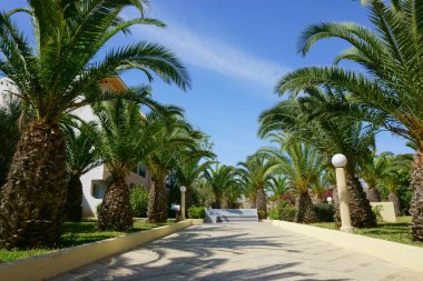 bitkilerle palmiye ağaçları ile Park