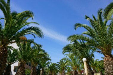 bitkilerle palmiye ağaçları ile Park