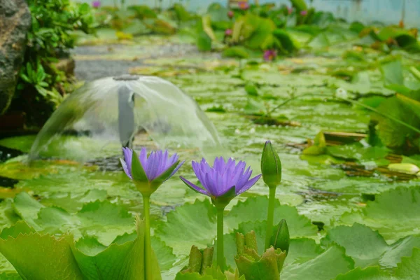 Giglio d'acqua di fiore in acqua — Foto Stock