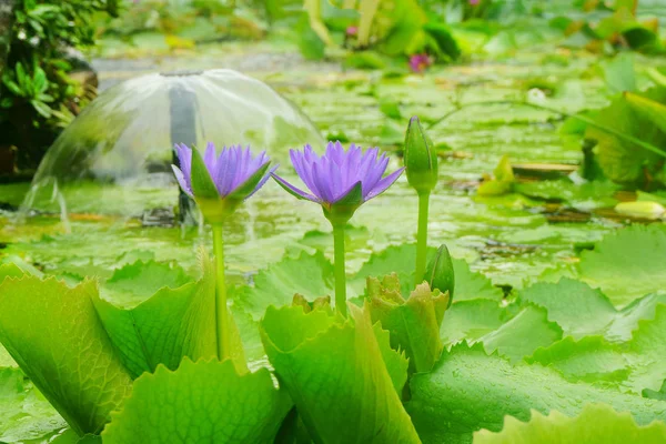 Giglio d'acqua di fiore in acqua — Foto Stock