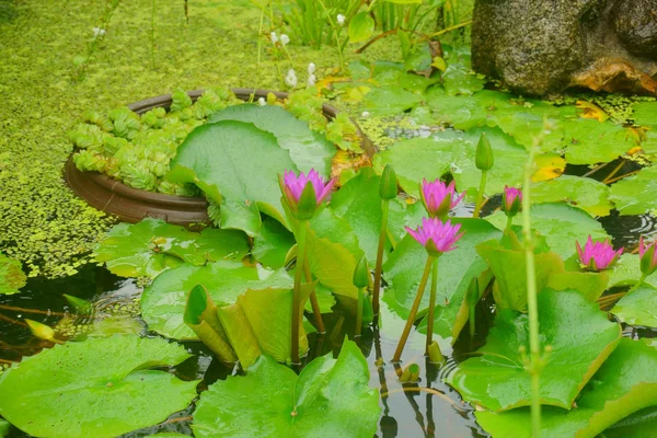 Lírio de água de flor em água — Fotografia de Stock