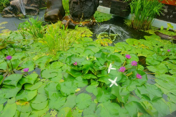 Flor lirio de agua en agua — Foto de Stock