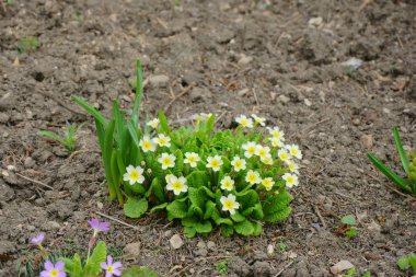 Parkta bahar çiçekleri