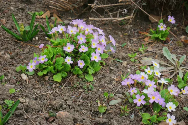 Frühlingsblumen im Park — Stockfoto