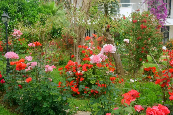 Roses in the garden — Stock Photo, Image