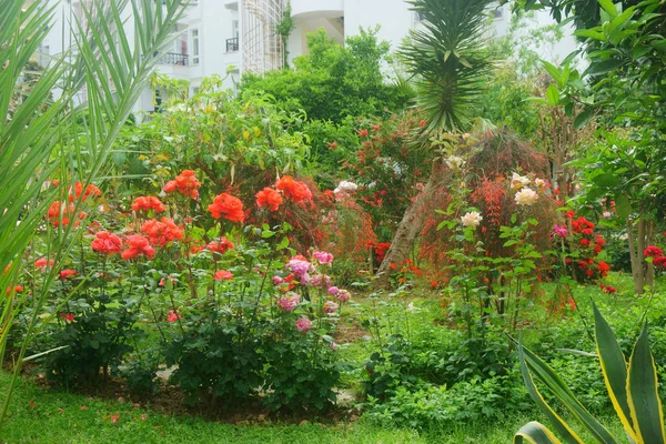 बागेत गुलाब — स्टॉक फोटो, इमेज