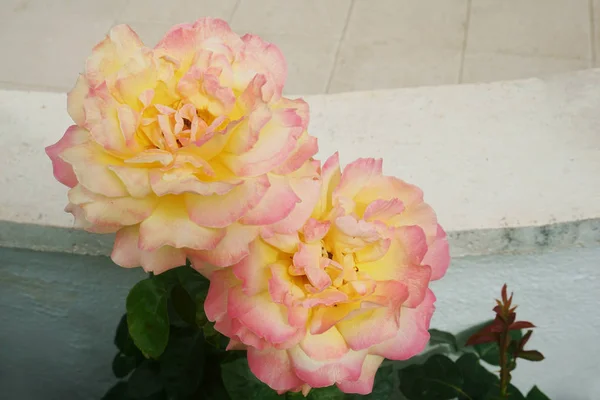Rózsák a kertben — Stock Fotó