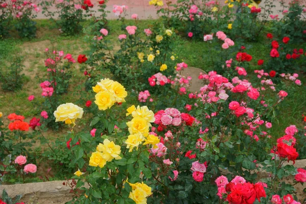 Rose in giardino — Foto Stock