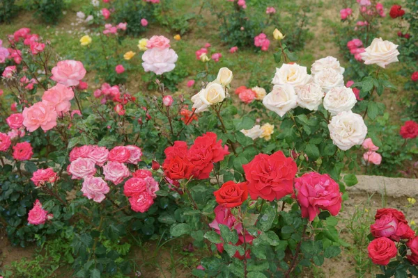 Rosen im Garten — Stockfoto