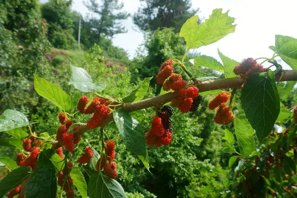 Baies rouges sur une branche — Photo