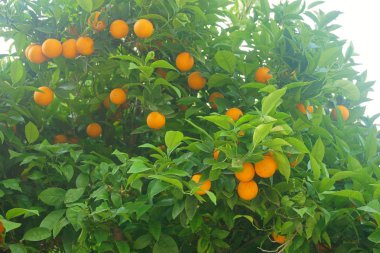 mandalina ağacı üzerinde