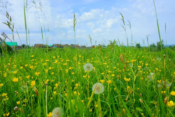 Campo com grama, flores, dentes de leão, aldeia — Fotografia de Stock