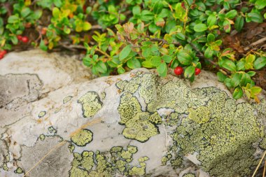 Kırmızı meyveler, lingonberries alanında