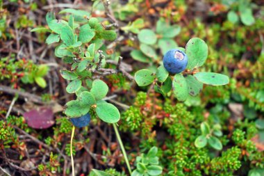 Mavi çilek, yaban mersini, yaprakları