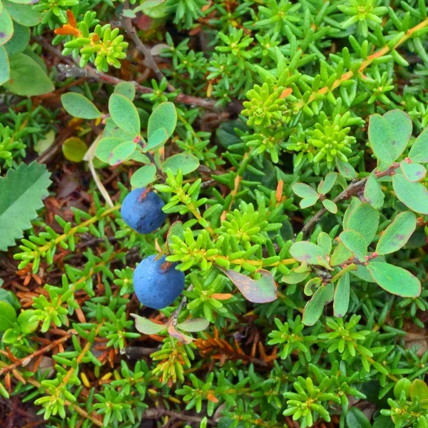 Блакитні ягоди, чорниця, листя — стокове фото