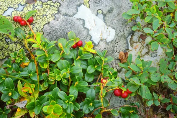 Червоні ягоди, ліньйони в полі — стокове фото
