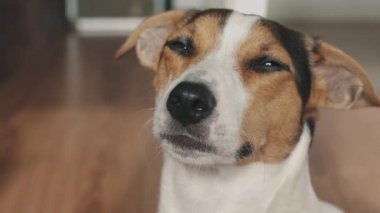 Köpek kameraya bakar ve yavaş yavaş yanıp sönüyor.