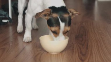 Köpek birşey yere kaydırarak kase yiyor