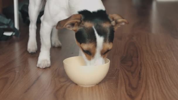 Hunden äter något från skålen genom att skjuta den på golvet — Stockvideo