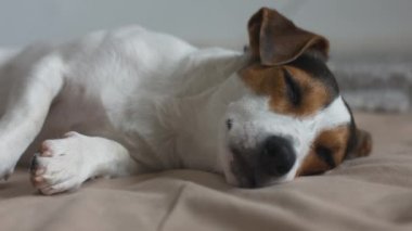 Köpek yatakta döşeme uykuya dalar