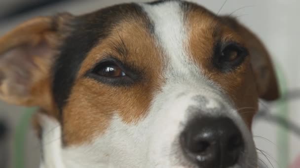 El perro mira a la cámara y parpadea lentamente . — Vídeos de Stock