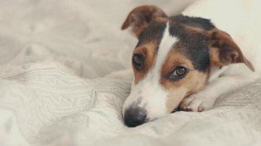küçük köpek doğurmak Jack Russell Terrier yatağa bırakır