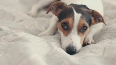 küçük köpek doğurmak Jack Russell Terrier yatağa bırakır