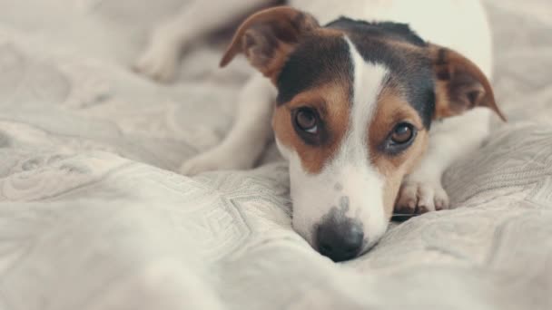 Küçük köpek doğurmak Jack Russell Terrier yatağa bırakır — Stok video